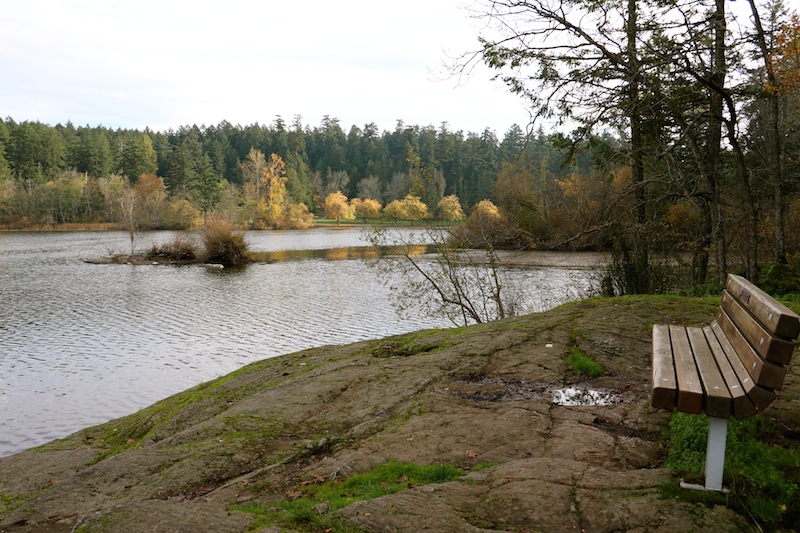 bench looking over Elk Lake, Victoria, BC Visitor In Victoria