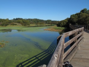 A pond along the Lochside Trail, Victoria, BC Visitor in Victoria