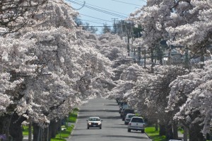 Cherry Blossoms on Moss St, Victoria, BC