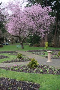 Beacon Hill Park, Victoria, BC, flowers in spring, visitor in victoria, parks in Victoria