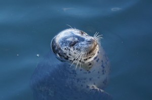 Seal at Fisherman's wharf, Victoria, BC, Visitor in Victoria