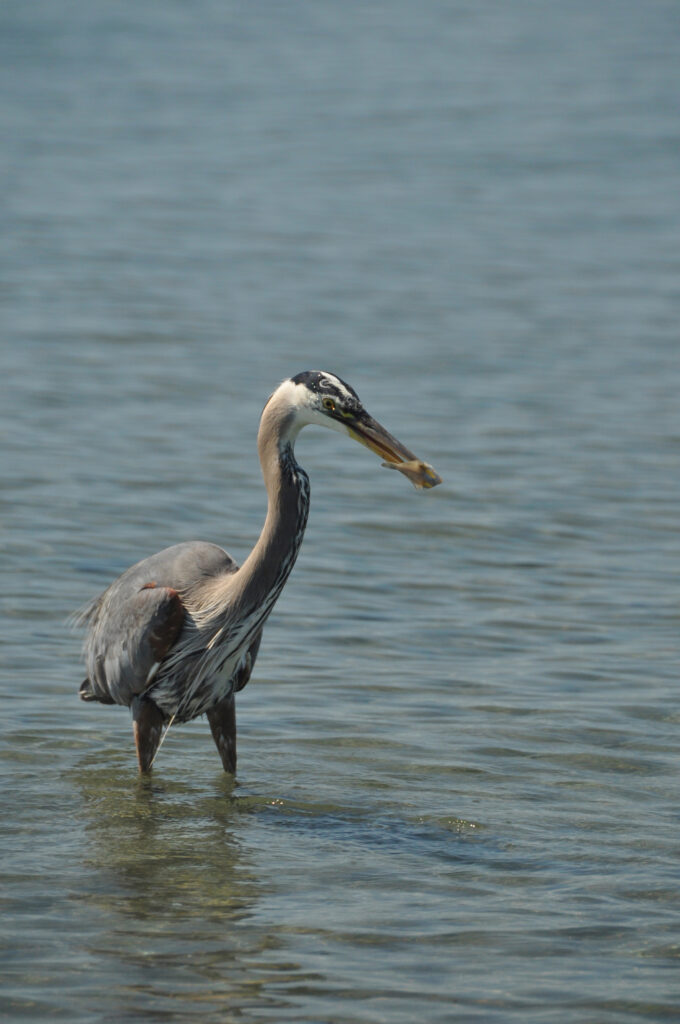Great Blue Heron at Witty's Lagoon