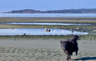 Sand Flats at Wittys Lagoon