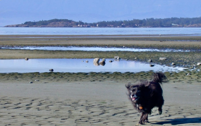 Sand Flats at Wittys Lagoon