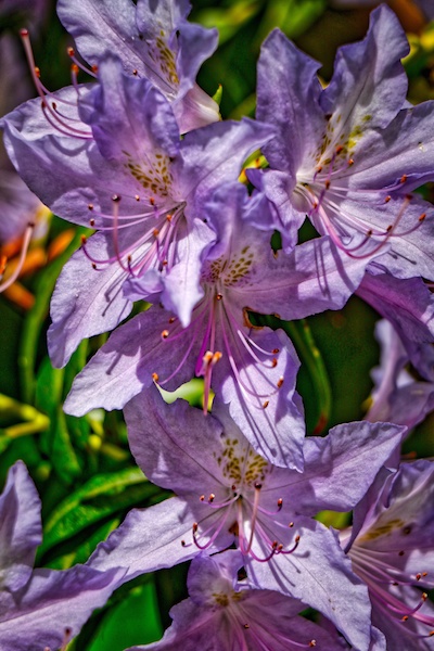 Rhododendron in Finnerty Gardens, University of Victoria, BC, Visitor in Victoria