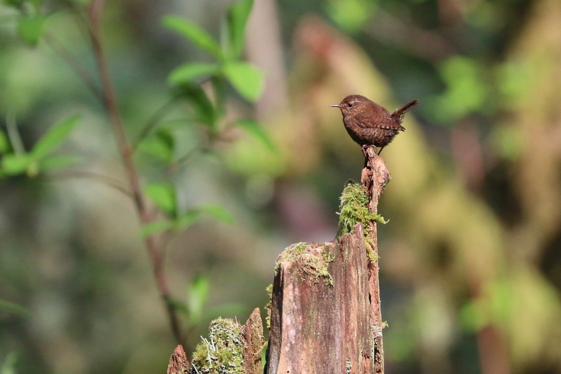 Pacific Wren at Tod Inlet