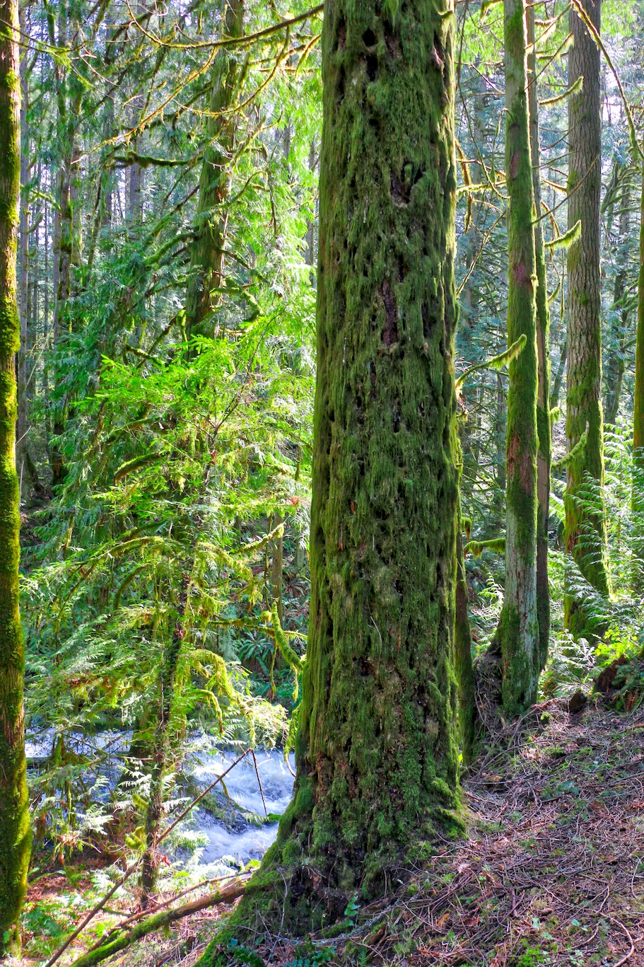 Lush forest at Tod Inlet