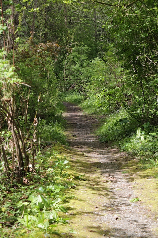 Forested Path in Coles Bay Regional Park