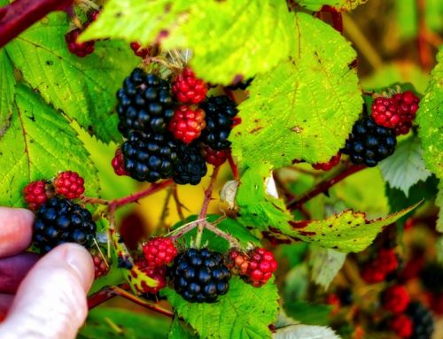 PICKING BLACKBERRIES – A VICTORIA TRADITION!