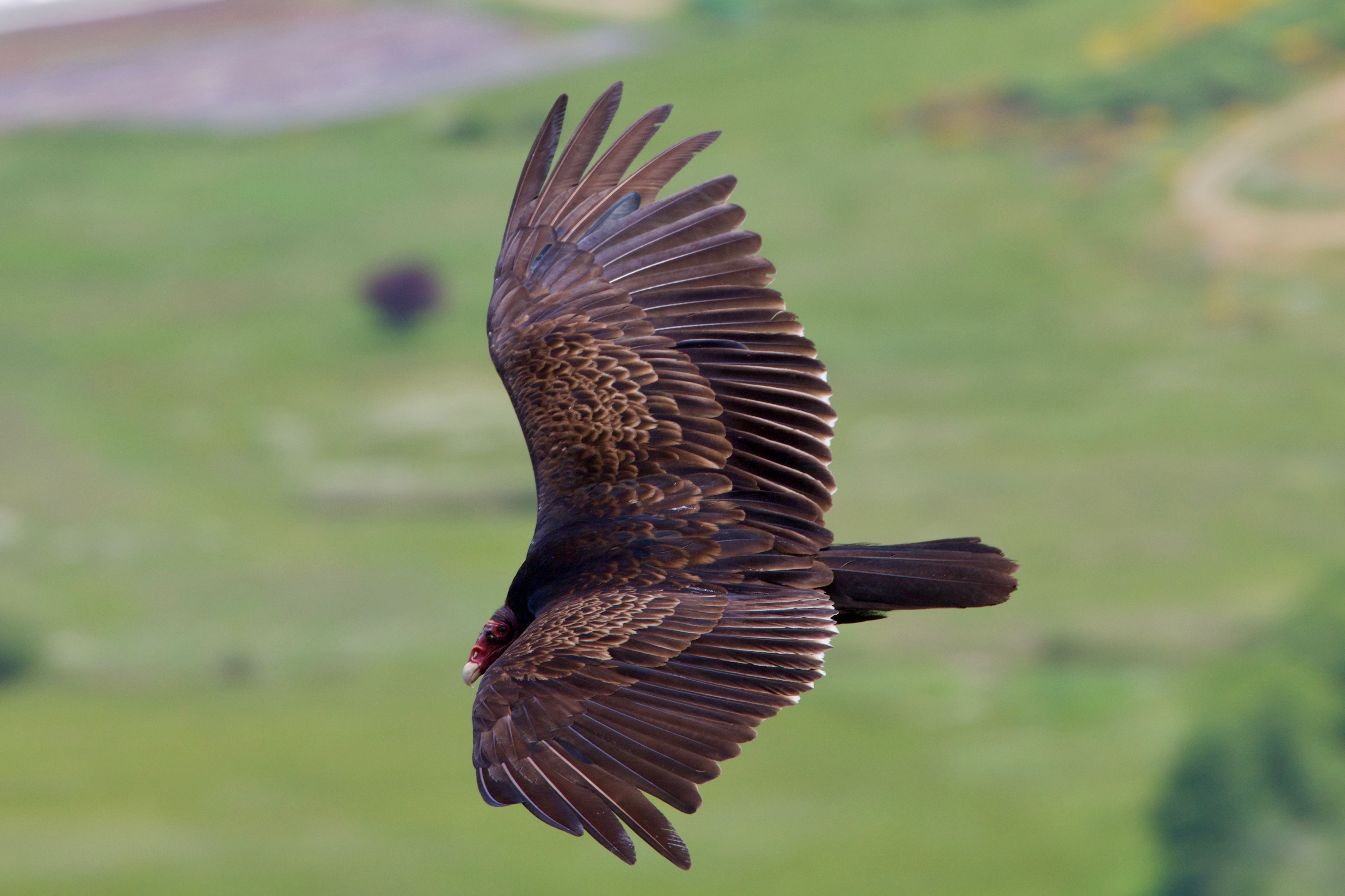 Black Turkey Vulture john dean provincial park