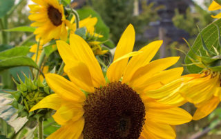 Sunflower at Newman Farm