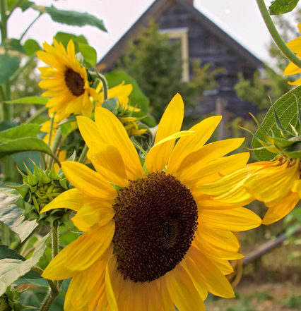 Sunflower at Newman Farm