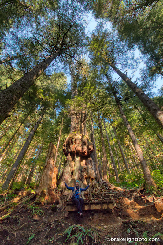 Avatar Grove Worlds Gnarliest Tree