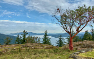 Views of Saanich Inlet from Squally Reach Viewpoint, Gowlland Tod Provincial Park